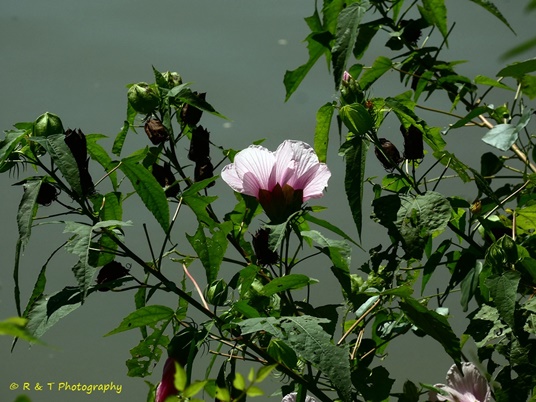 {Hibiscus laevis}